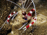 Stenopus Hispidus